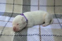 Purple Collar, a female Labrador Retriever for sale in Randall, MN – 2 of 2