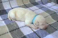 Blue Collar, a female Labrador Retriever for sale in Randall, MN – 2 of 2