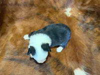 Luna, a female Pembroke Welsh Corgi and Toy Australian Shepherd for sale in Sarcoxie, MO – 9 of 9