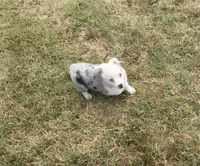 Jaz, a male Pembroke Welsh Corgi and Toy Australian Shepherd for sale in Sarcoxie, MO – 3 of 10
