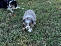 Ace, a male Miniature Australian Shepherd and Toy Australian Shepherd for sale in Sarcoxie, MO – 7 of 10
