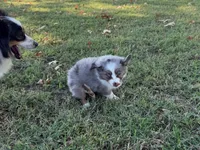 Ace, a male Miniature Australian Shepherd and Toy Australian Shepherd for sale in Sarcoxie, MO – 8 of 10