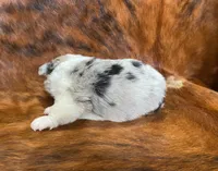 processed/fe0a8bb5-47cc-4616-8983-9e8bf823c40c/listing/05f4843e-e8bd-4477-8737-eecbaa6db932/72efc01a-11de-43b5-befa-0cb044018093