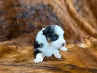 Reba, a female Miniature Australian Shepherd for sale in Sarcoxie, MO – 2 of 9