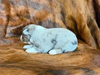 Ace, a male Miniature Australian Shepherd for sale in Sarcoxie, MO – 2 of 10