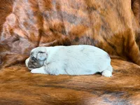 Hank, a male Miniature Australian Shepherd for sale in Sarcoxie, MO – 7 of 9