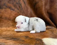 Jaz, a male Pembroke Welsh Corgi and Toy Australian Shepherd for sale in Sarcoxie, MO – 10 of 10