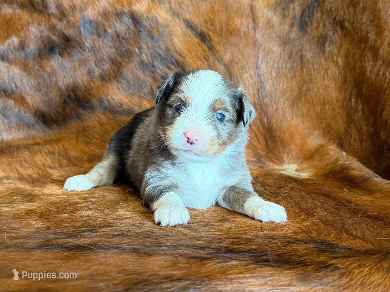 Tiger – Miniature Australian Shepherd puppy for sale in Sarcoxie, MO