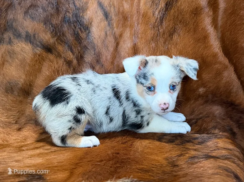 Bella – Pembroke Welsh Corgi, Toy Australian Shepherd puppy for sale in Sarcoxie, MO