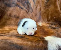 Rocky, a male Pembroke Welsh Corgi and Toy Australian Shepherd for sale in Sarcoxie, MO – 5 of 6