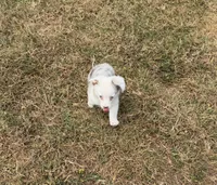 Jaz, a male Pembroke Welsh Corgi and Toy Australian Shepherd for sale in Sarcoxie, MO – 2 of 10