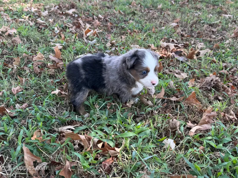 Tiger – Miniature Australian Shepherd puppy for sale in Sarcoxie, MO