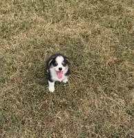 Prince, a male Pembroke Welsh Corgi and Toy Australian Shepherd for sale in Sarcoxie, MO – 3 of 10
