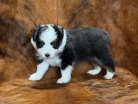Reba, a female Miniature Australian Shepherd and Toy Australian Shepherd for sale in Sarcoxie, MO – 9 of 10