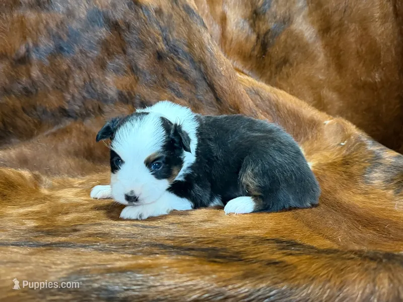 Reba – Miniature Australian Shepherd puppy for sale in Sarcoxie, MO