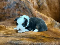 Reba, a female Miniature Australian Shepherd for sale in Sarcoxie, MO – 1 of 9
