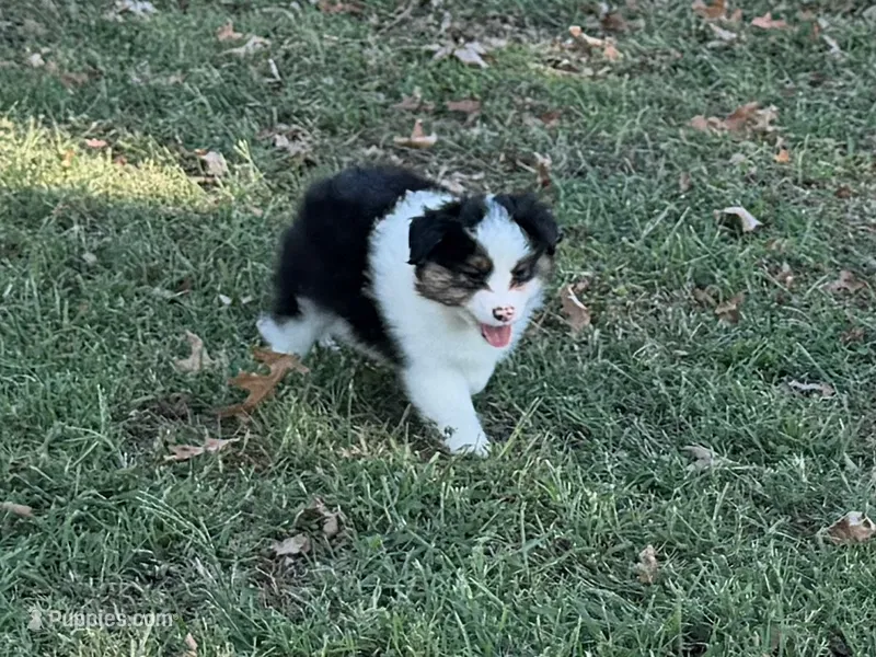 Lucky – Miniature Australian Shepherd puppy for sale in Sarcoxie, MO