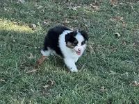 Lucky, a male Miniature Australian Shepherd for sale in Sarcoxie, MO – 1 of 10