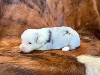 Jaz, a male Pembroke Welsh Corgi and Toy Australian Shepherd for sale in Sarcoxie, MO – 7 of 10