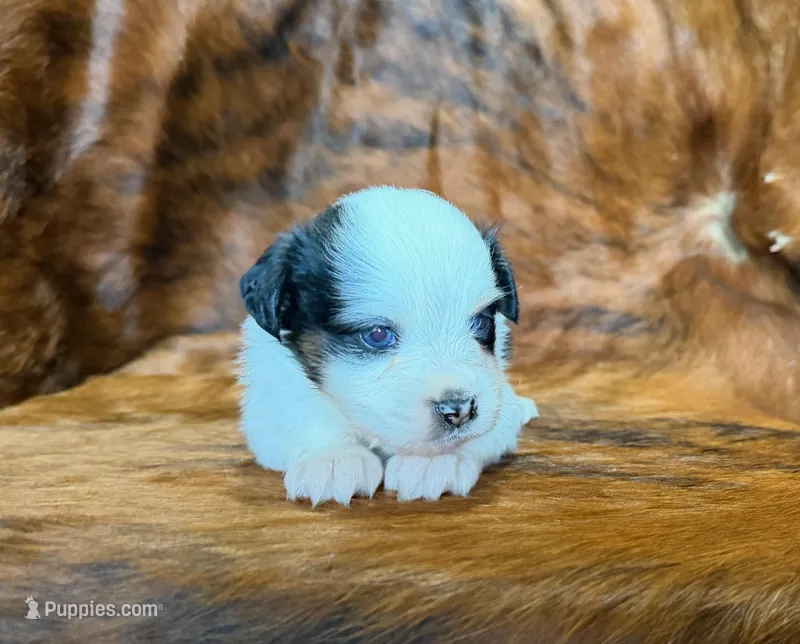 Angel – Toy Australian Shepherd puppy for sale in Sarcoxie, MO