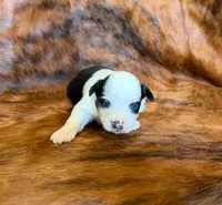 Angel, a female Toy Australian Shepherd for sale in Sarcoxie, MO – Photo 2 of 8