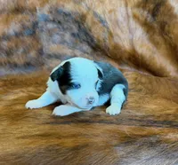 Angel, a female Toy Australian Shepherd for sale in Sarcoxie, MO – Photo 1 of 8
