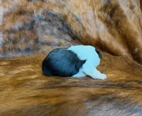 Angel, a female Toy Australian Shepherd for sale in Sarcoxie, MO – Photo 4 of 8