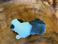 Angel, a female Toy Australian Shepherd for sale in Sarcoxie, MO – Photo 8 of 8