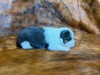 Angel, a female Toy Australian Shepherd for sale in Sarcoxie, MO – Photo 6 of 8