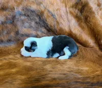 Angel, a female Toy Australian Shepherd for sale in Sarcoxie, MO – Photo 7 of 8