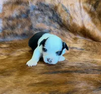 Angel, a female Toy Australian Shepherd for sale in Sarcoxie, MO – Photo 3 of 8