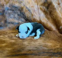 Angel, a female Toy Australian Shepherd for sale in Sarcoxie, MO – Photo 5 of 8