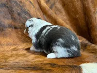 Cowboy, a  Miniature Australian Shepherd for sale in Sarcoxie, MO – 4 of 10