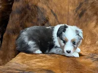 Cowboy, a male Miniature Australian Shepherd and Toy Australian Shepherd for sale in Sarcoxie, MO – 3 of 10