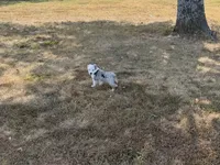 Jazz, a male Pembroke Welsh Corgi and Toy Australian Shepherd for sale in Sarcoxie, MO – 2 of 10