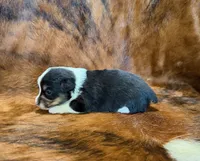 Buddy, a male Pembroke Welsh Corgi and Toy Australian Shepherd for sale in Sarcoxie, MO – 5 of 9