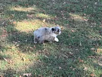 Hank, a male Miniature Australian Shepherd for sale in Sarcoxie, MO – 6 of 9