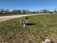 Cinch, a male Miniature Australian Shepherd for sale in Sarcoxie, MO – Photo 8 of 10