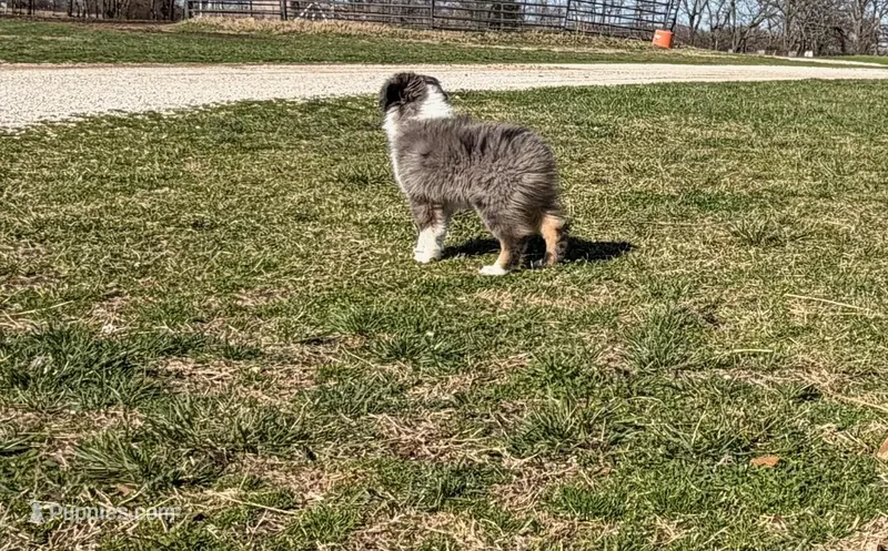 Cinch – Miniature Australian Shepherd puppy for sale in Sarcoxie, MO
