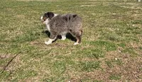 Cinch, a male Miniature Australian Shepherd for sale in Sarcoxie, MO – Photo 3 of 10