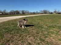 Cinch, a male Miniature Australian Shepherd for sale in Sarcoxie, MO – Photo 9 of 10