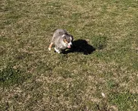 Cinch, a male Miniature Australian Shepherd for sale in Sarcoxie, MO – Photo 4 of 10