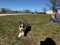 Cinch, a male Miniature Australian Shepherd for sale in Sarcoxie, MO – Photo 6 of 10