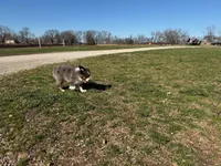 Cinch, a male Miniature Australian Shepherd for sale in Sarcoxie, MO – Photo 10 of 10