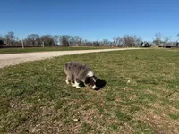 Cinch, a male Miniature Australian Shepherd for sale in Sarcoxie, MO – Photo 7 of 10