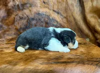Daisy, a female Pembroke Welsh Corgi and Toy Australian Shepherd for sale in Sarcoxie, MO – 7 of 8