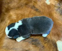 Prince, a male Pembroke Welsh Corgi and Toy Australian Shepherd for sale in Sarcoxie, MO – 10 of 10