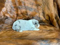 Ace, a male Miniature Australian Shepherd for sale in Sarcoxie, MO – 5 of 10