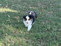 Lucky, a male Miniature Australian Shepherd for sale in Sarcoxie, MO – 5 of 10