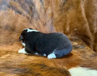 Prince, a male Pembroke Welsh Corgi and Toy Australian Shepherd for sale in Sarcoxie, MO – 3 of 10